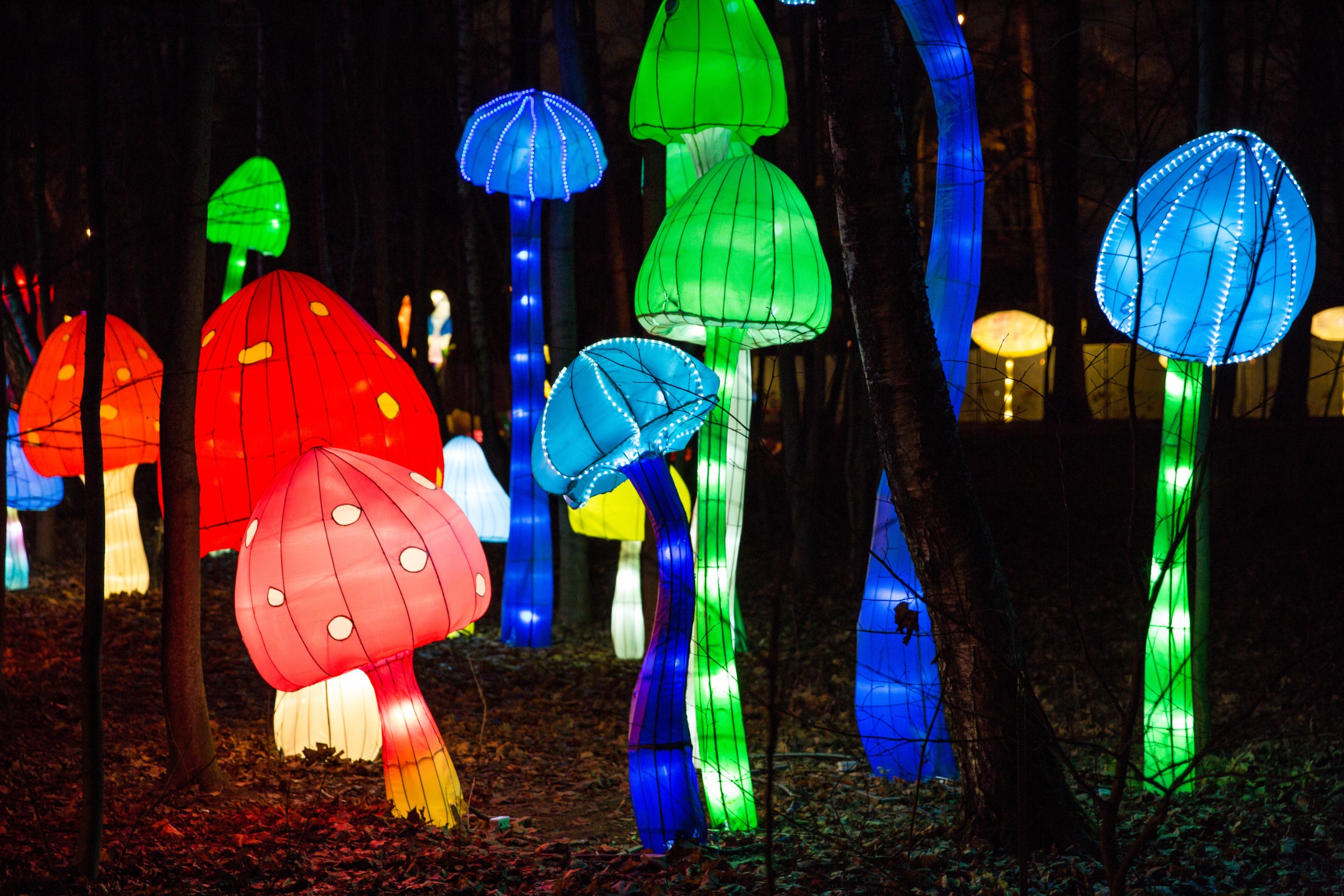 Photo de champignon illuminé dans le jardin des plantes