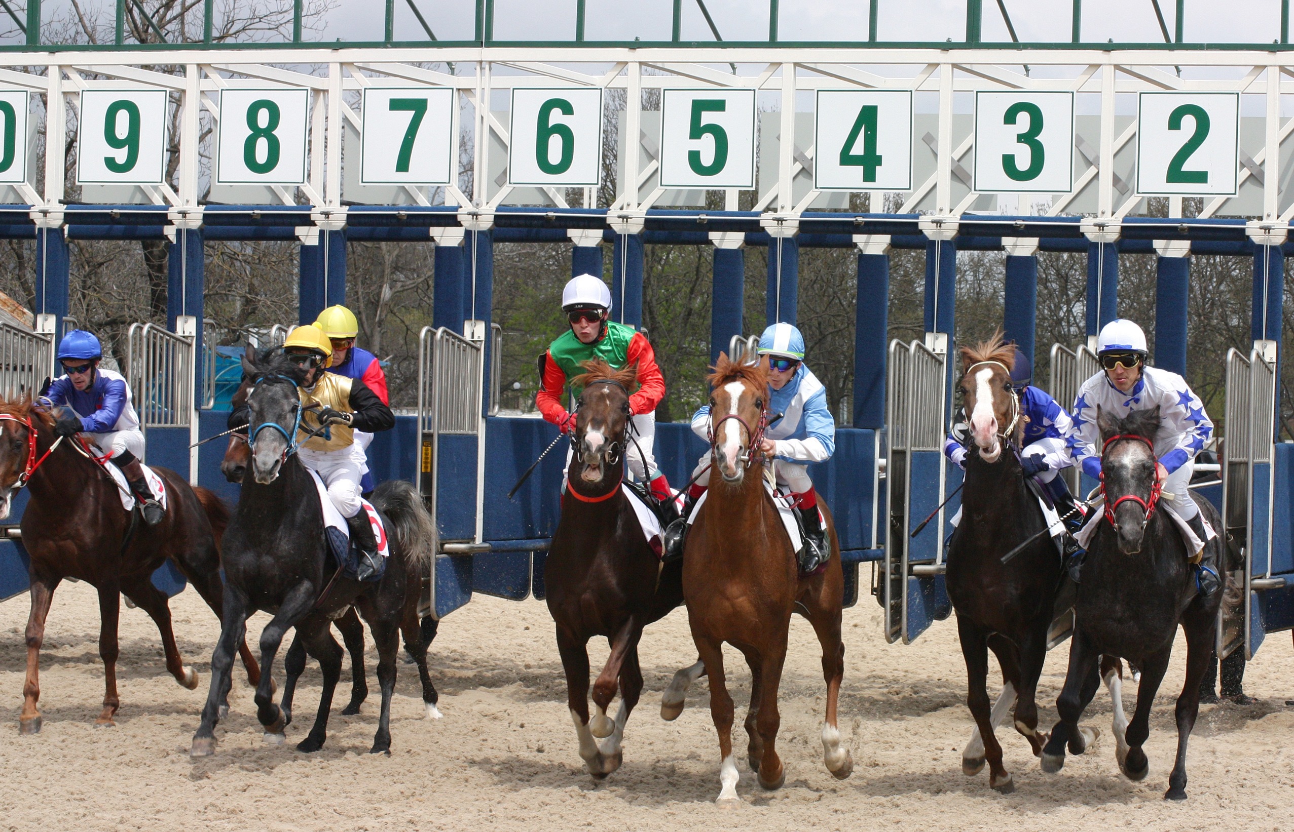 Lancement de la course de chevaux, avec les numeros de chaque chevaux au dessus des box