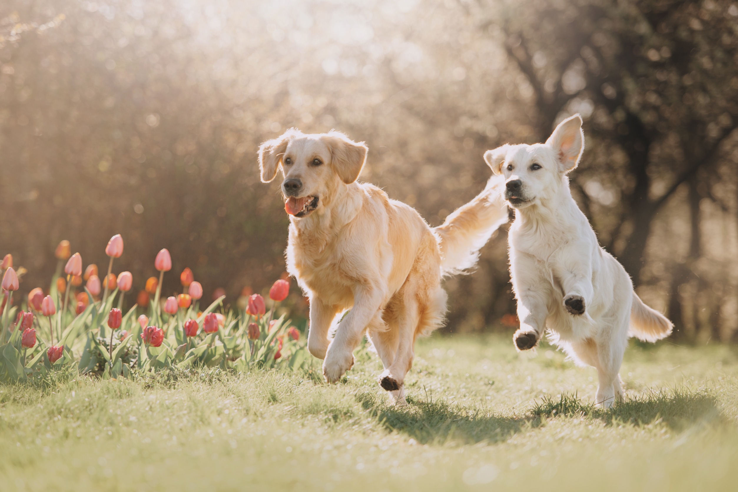 Photo de 2 chiens de race golden retriever entrain de courir l'un après l'autre.