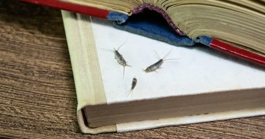 des poissons d'argent sur des livres