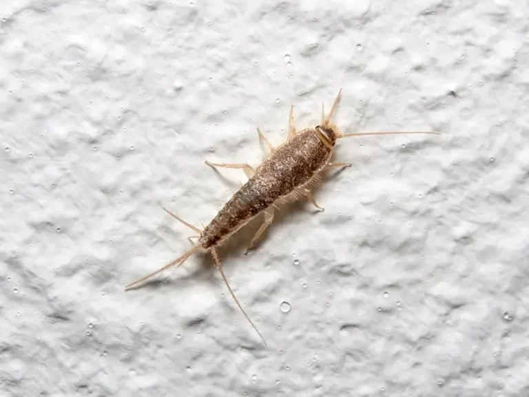 Un poisson d'argent sur un mur